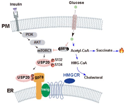 2020年代謝性疾病基礎研究與轉化醫學研究進展盤點